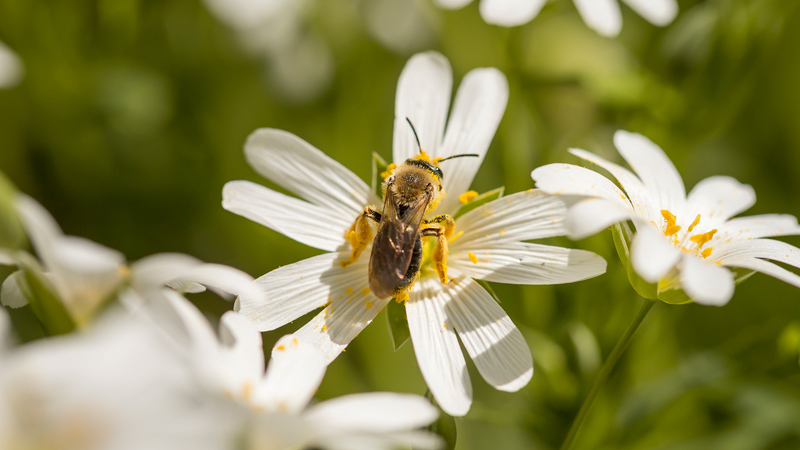 polen de abeja