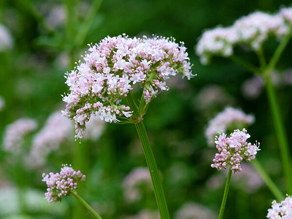 valeriana