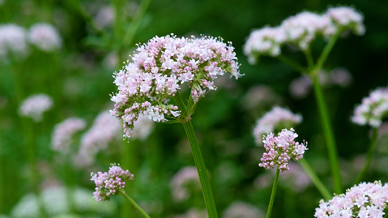 valeriana