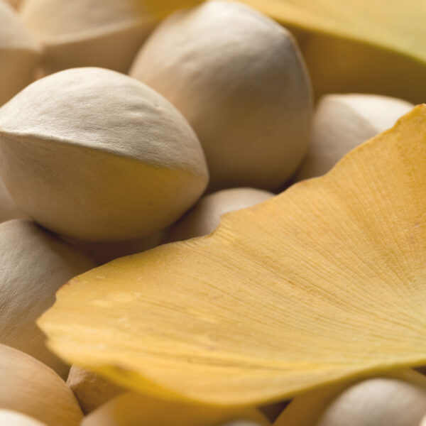 ginkgo biloba para que sirve