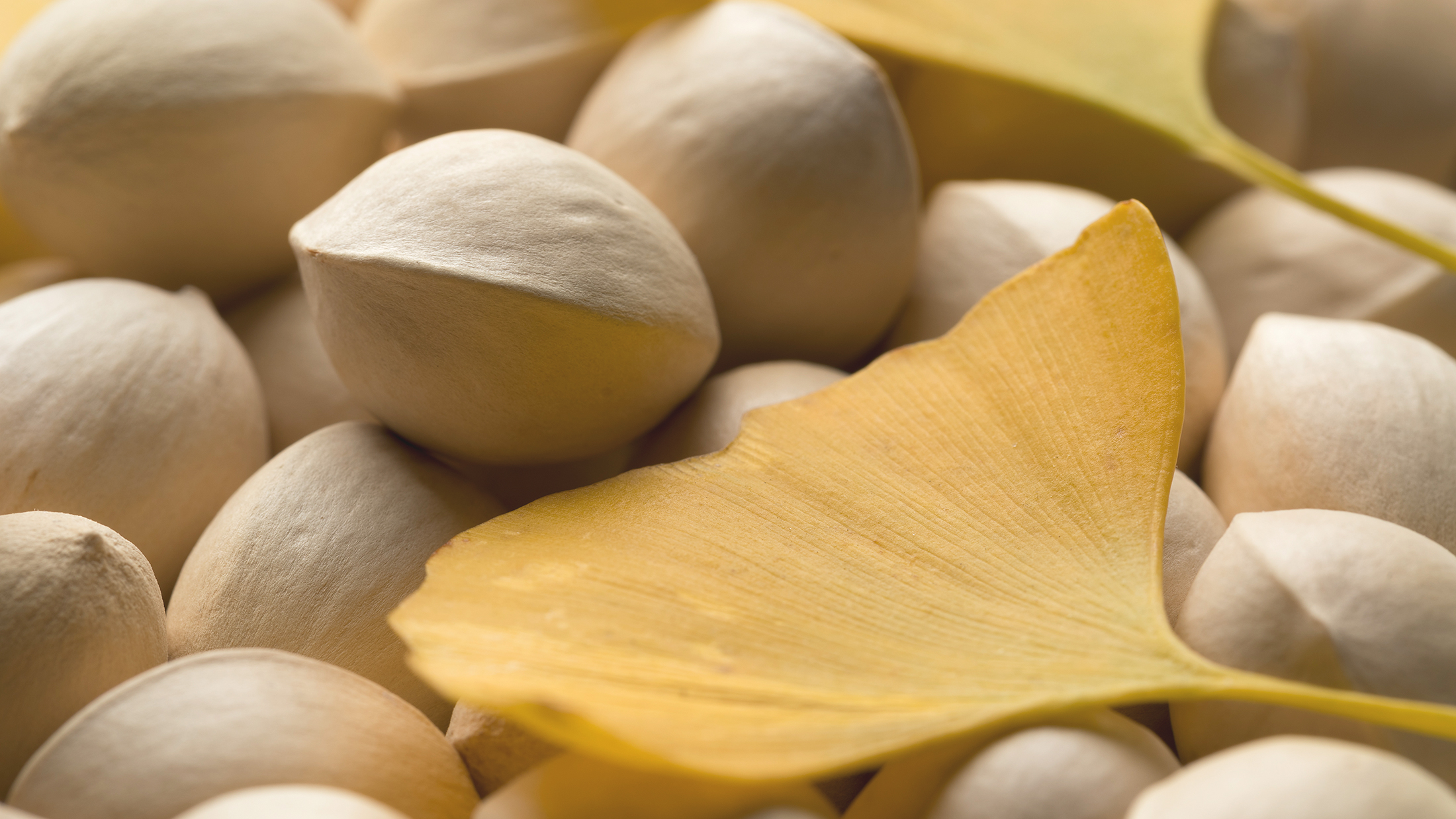 ginkgo biloba para que sirve